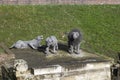 London - October 17, 2014: Lions made from wire mesh by Kendra H