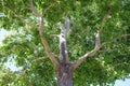 London Plane Sycamore tree in Laguna Woods, California.