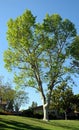 London Plane Sycamore tree in Laguna Woods, California.