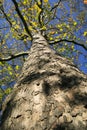 London Plane tree Royalty Free Stock Photo