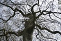 London plane tree