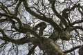 London plane tree