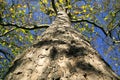 London Plane tree in the autumn fall