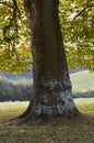 London Plane tree in Autumn. Royalty Free Stock Photo