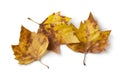 London plane tree leaves in autumn color