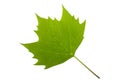 Plane tree leaf