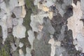 London plane tree Royalty Free Stock Photo