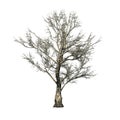 London Plane tree - Platanus in winter - isolated on white background