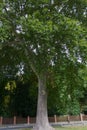 France Roche-Guyon London Planetree 847358