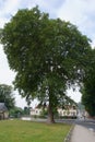 London Planetree at Roche-Guyon France 847381