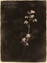 London Pride Saxifraga urbium flower in antique old photograph style with cursive annotation label