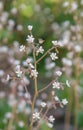 London pride, Saxifraga x urbium, flowering Royalty Free Stock Photo