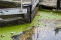 Close up of green algae and lots of litter floating on the surface of the canal at one of the lock gates at Camden Lock