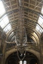 London, U.K. August 22, 2019 - Natural History Museum interior in London. Travel in England Royalty Free Stock Photo