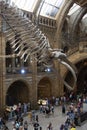 London, U.K. August 22, 2019 - Natural History Museum interior in London. Travel in England Royalty Free Stock Photo