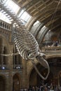 London, U.K. August 22, 2019 - Natural History Museum interior in London. Travel in England Royalty Free Stock Photo