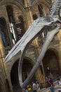 London, U.K. August 22, 2019 - Natural History Museum interior in London. Travel in England Royalty Free Stock Photo