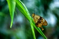 A colorful butterfly with its wings folded