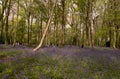 English bluebells in Chalet Wood in Wanstead Park