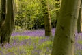 English bluebells in Chalet Wood in Wanstead Park