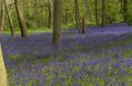 English bluebells in Chalet Wood in Wanstead Park