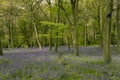 English bluebells in Chalet Wood in Wanstead Park