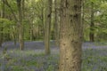 English bluebells in Chalet Wood in Wanstead Park