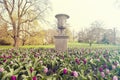 Purple Prince Single Early Tulips Tulipa growing at Kew Garden, London, UK Royalty Free Stock Photo