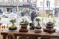 shop selling flower ecosystems in large glass jars