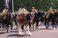 Drum horse and drummer, with mounted band riding behind, taking part in the Trooping the Colour military ceremony, London UK Royalty Free Stock Photo