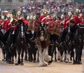 Drum horse with rider, with Household Cavalry behind, taking part in the Trooping the Colour military ceremony, London UK Royalty Free Stock Photo