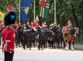 Drum horse with rider, together with Household Cavalry taking part in the Trooping the Colour military ceremony, London UK Royalty Free Stock Photo