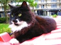 A black and white cat with yellow eyes relaxing on a red bin in Portobello Market in Notting Hill