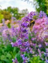 London, UK - A bumblebee drinking nectar from a flower in Regent& x27;s Park, London