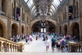 The Hintze Hall at the Natural History Museum in London Royalty Free Stock Photo