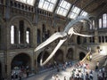 Hintze Hall at the Natural History Museum in London