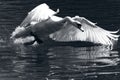 Black and white image off a adult swan moving around fast in the water