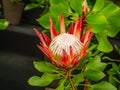 Closeup view of a beautiful Protea Cynaroides, King Protea flower.