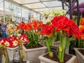 LONDON, UK - MAY 25, 2017: RHS Chelsea Flower Show 2017