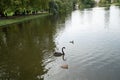 London, UK - October 7, 2019: black swan and wild ducks at St James`s Park Royalty Free Stock Photo