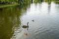 London, UK - October 7, 2019: black swan and wild ducks at St James`s Park Royalty Free Stock Photo