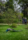 People watching a peacock in Kyoto Garden, a Japanese garden in Holland Park, London, UK