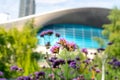 London, UK. 13th July, 2020. The Aquatics Centre behind purpletop vervain flowers in the Queen Elizabeth Olympic Park in Stratford Royalty Free Stock Photo