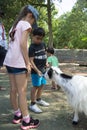 London, United Kingdom. August 22, 2009 - Child feeds goat at zoo, summer day