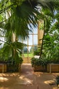 Palm garden in a greenhouse in Kew Royal Botanic Gardens Royalty Free Stock Photo