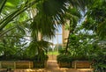 Palm garden in a greenhouse in Kew Royal Botanic Gardens Royalty Free Stock Photo