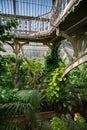 Palm garden in a greenhouse in Kew Royal Botanic Gardens Royalty Free Stock Photo