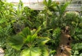 Palm garden in a greenhouse in Kew Royal Botanic Gardens Royalty Free Stock Photo