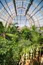 Palm garden in a greenhouse in Kew Royal Botanic Gardens