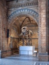 Mammoth fossil in Natural History Museum of London Royalty Free Stock Photo